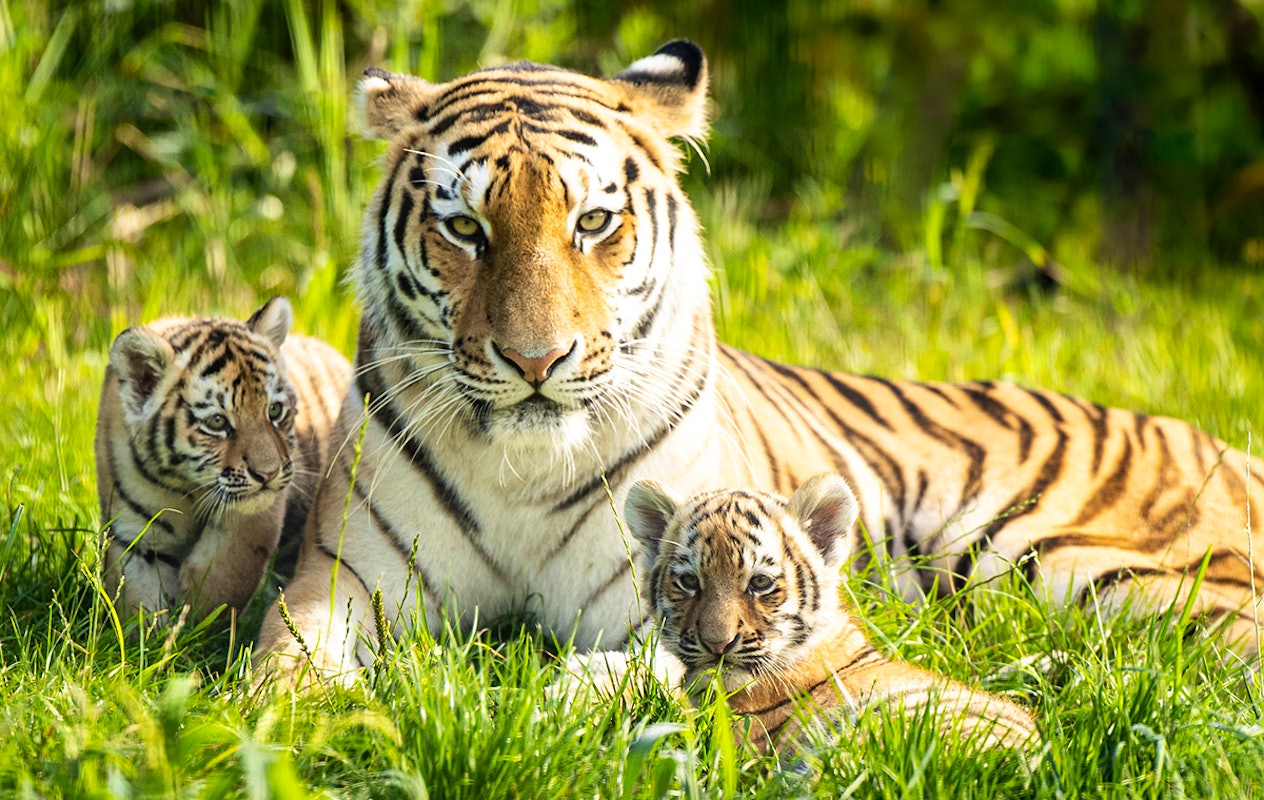 Entreeticket AquaZoo Leeuwarden