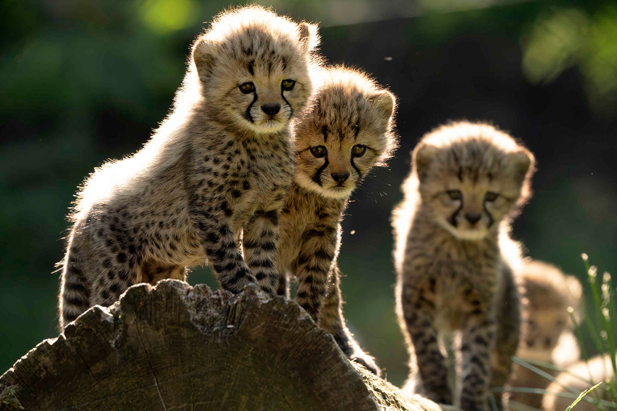 Entreeticket Safaripark Beekse Bergen