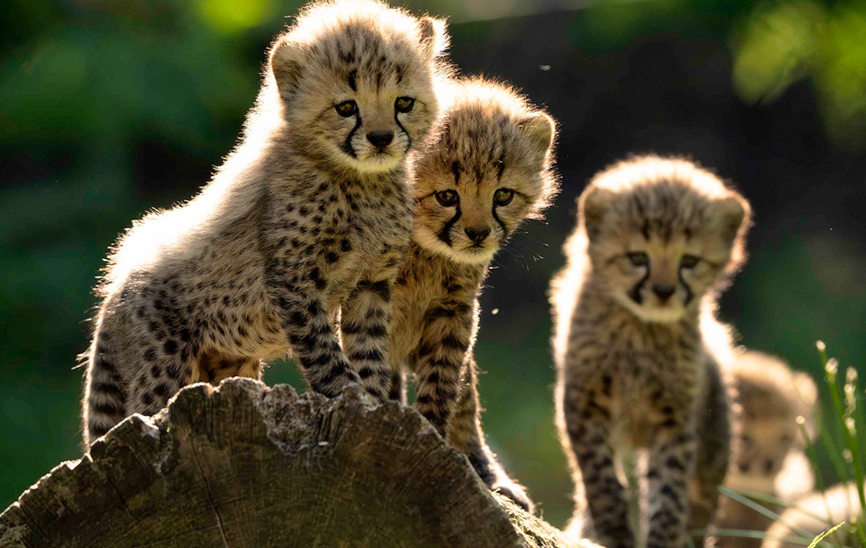 Entreeticket Safaripark Beekse Bergen