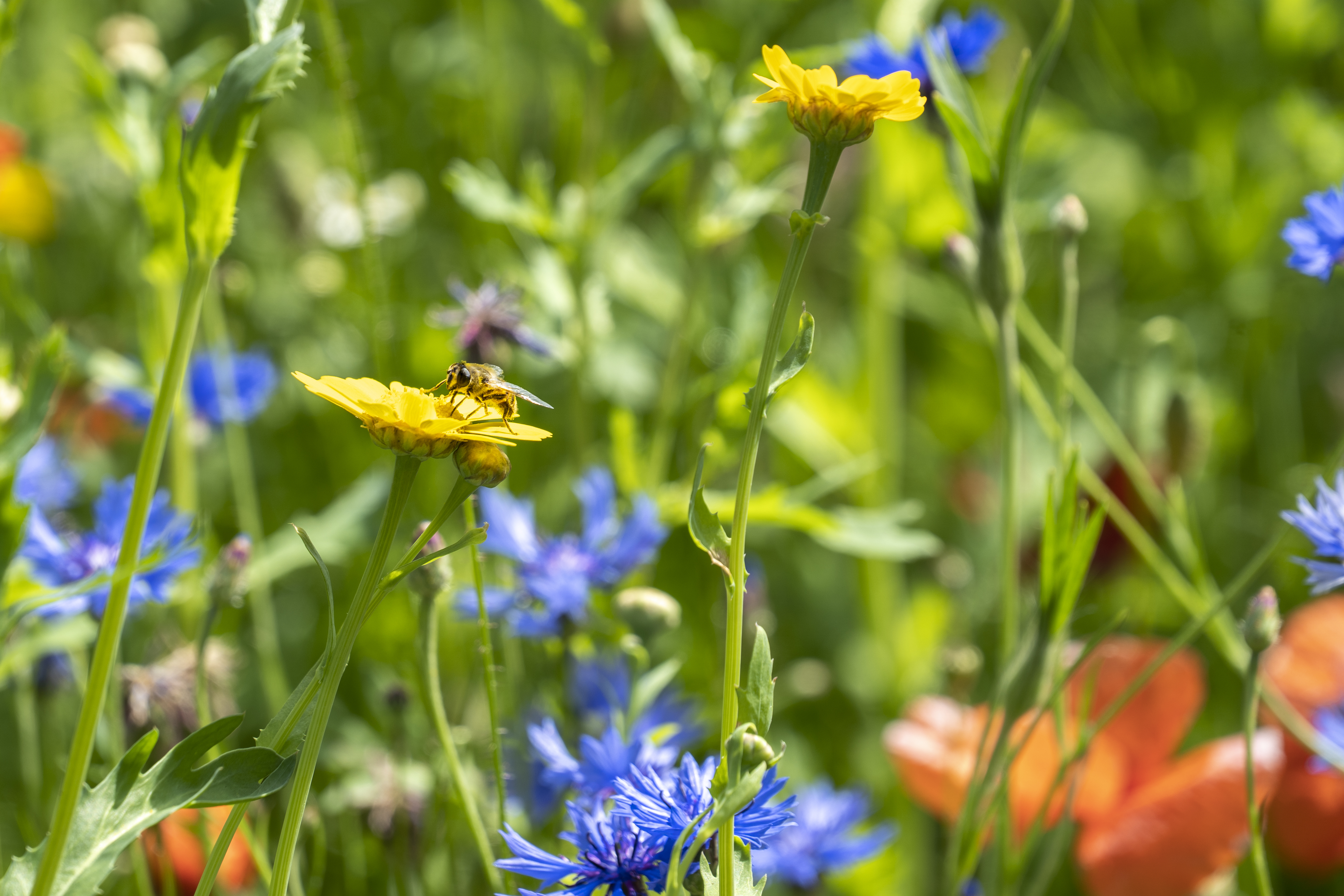 Entreeticket voor BIG INSECTS bij Paleis Soestdijk in Baarn