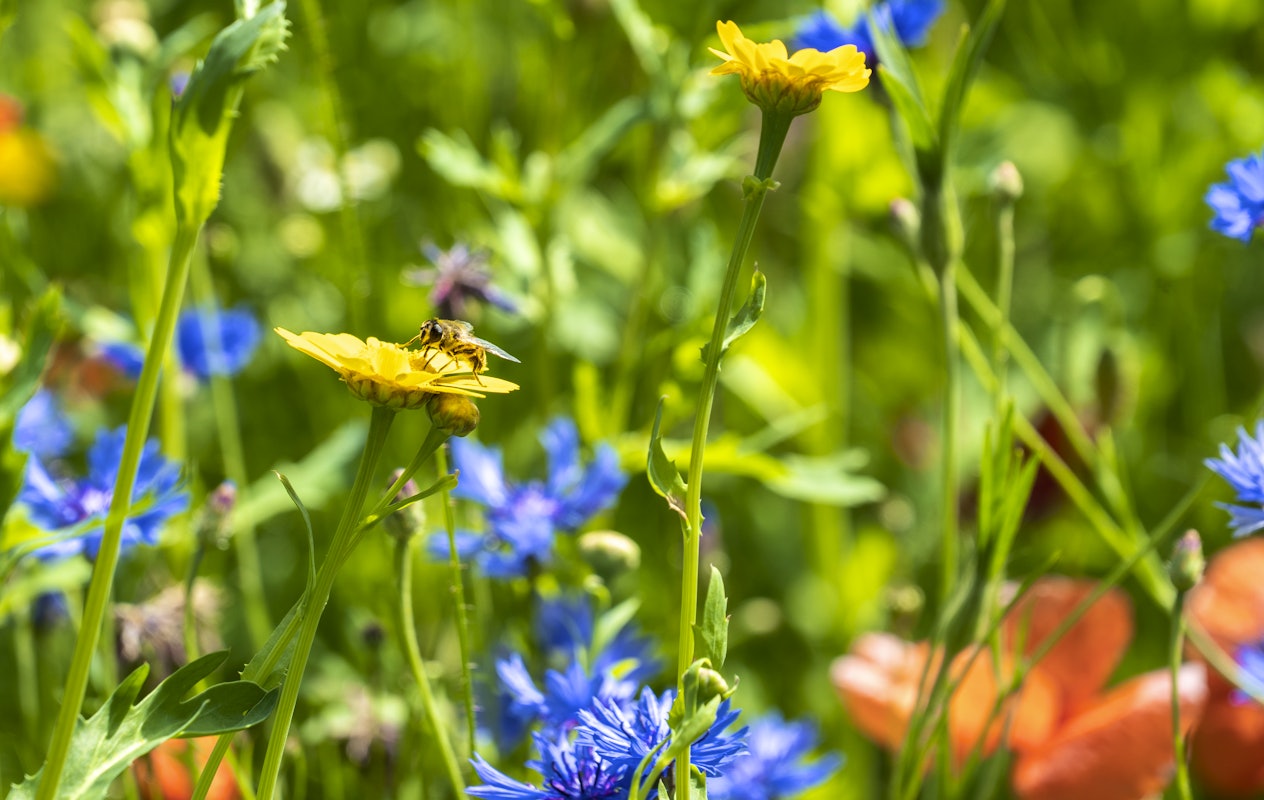 Entreeticket voor BIG INSECTS bij Paleis Soestdijk in Baarn
