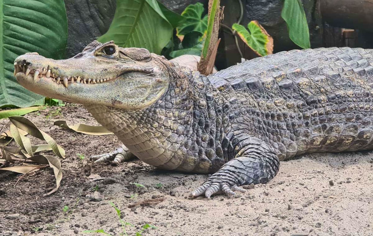 Entreeticket Almere Jungle + hapje en drankje