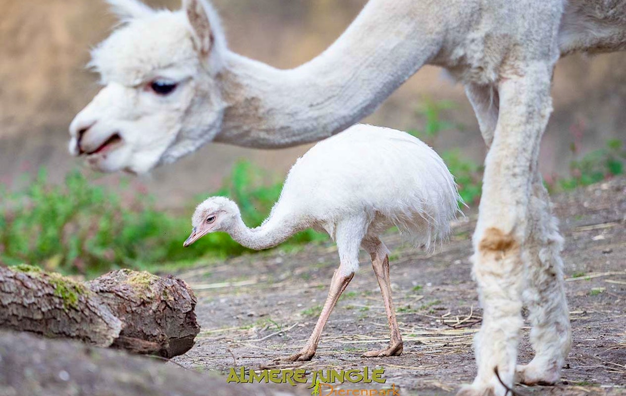 Entreeticket Almere Jungle + hapje en drankje