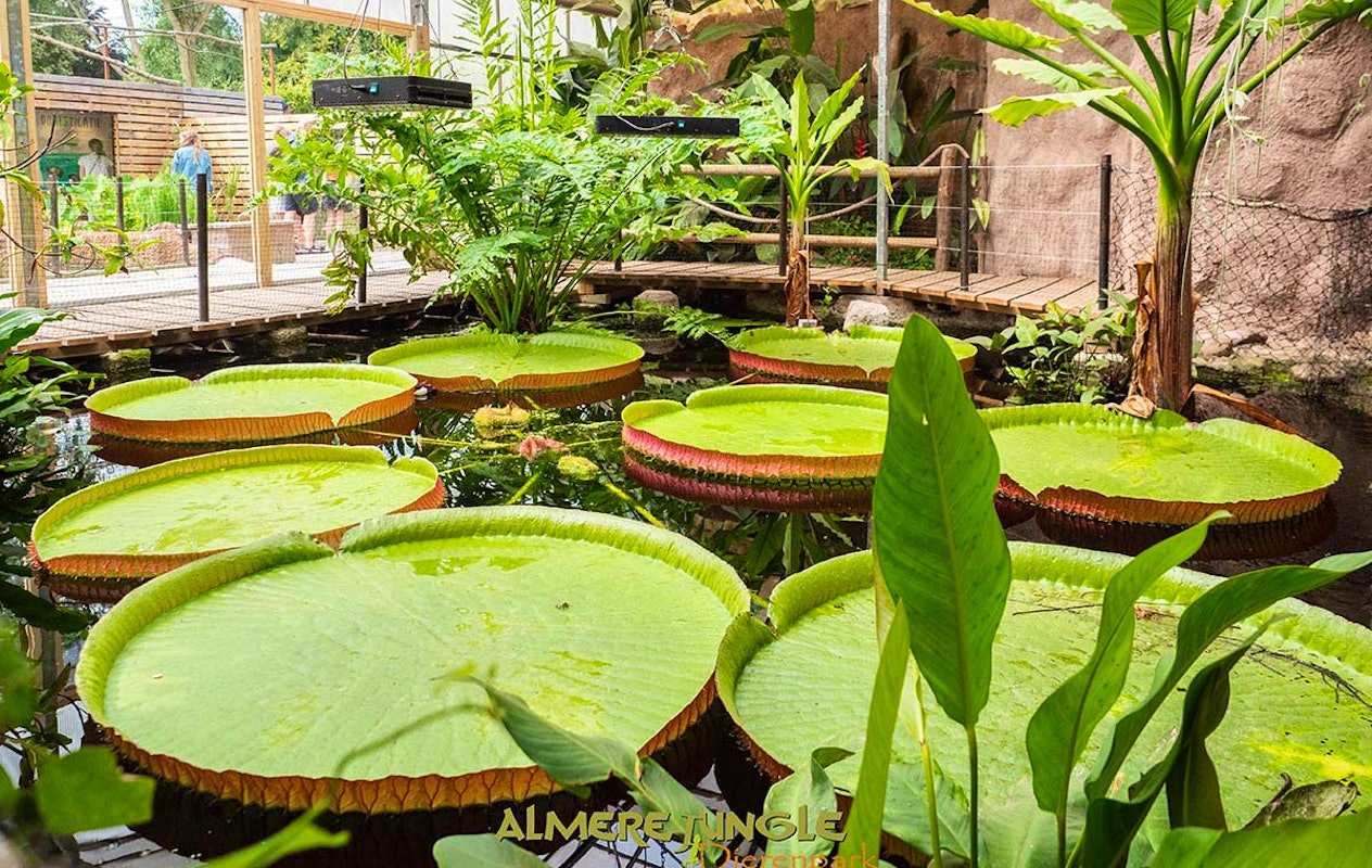 Entreeticket Almere Jungle + hapje en drankje