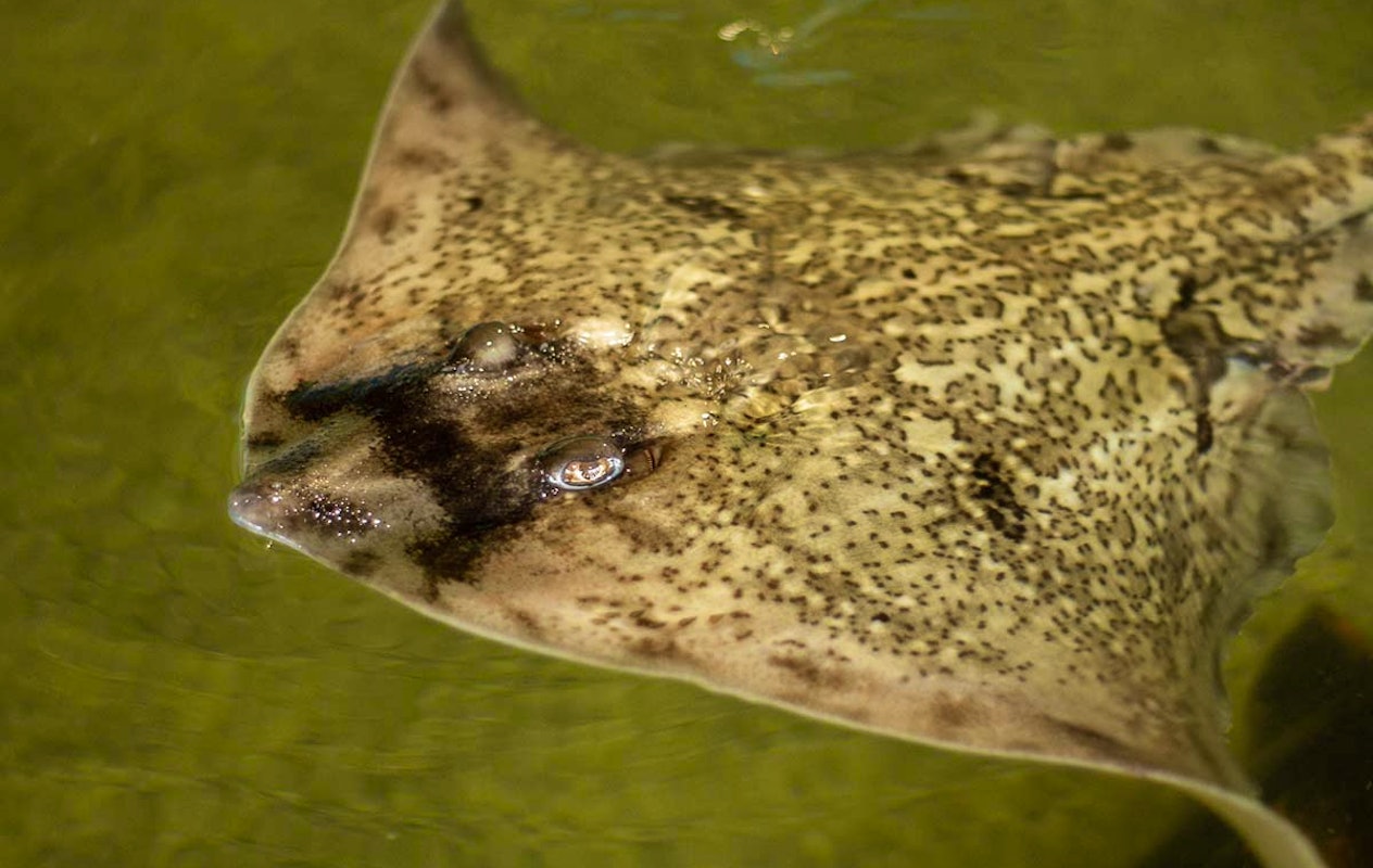 Entreeticket Dolfinarium