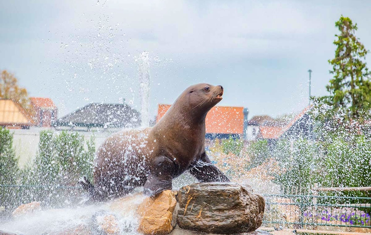 Entreeticket Dolfinarium Lights of Nature