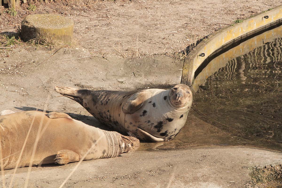 Entreeticket Dolfinarium