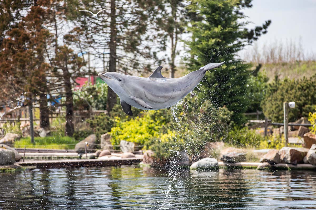 Entreeticket Dolfinarium
