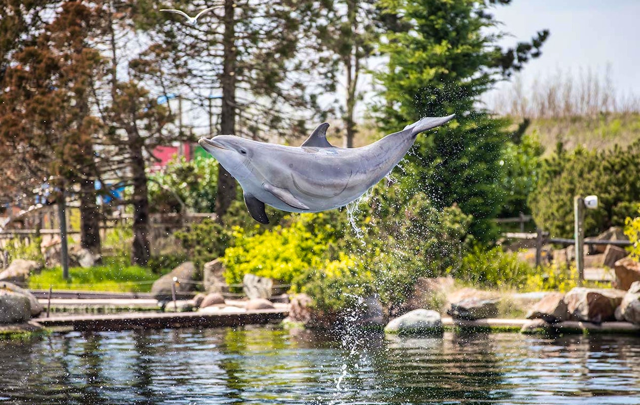 Entreeticket Dolfinarium