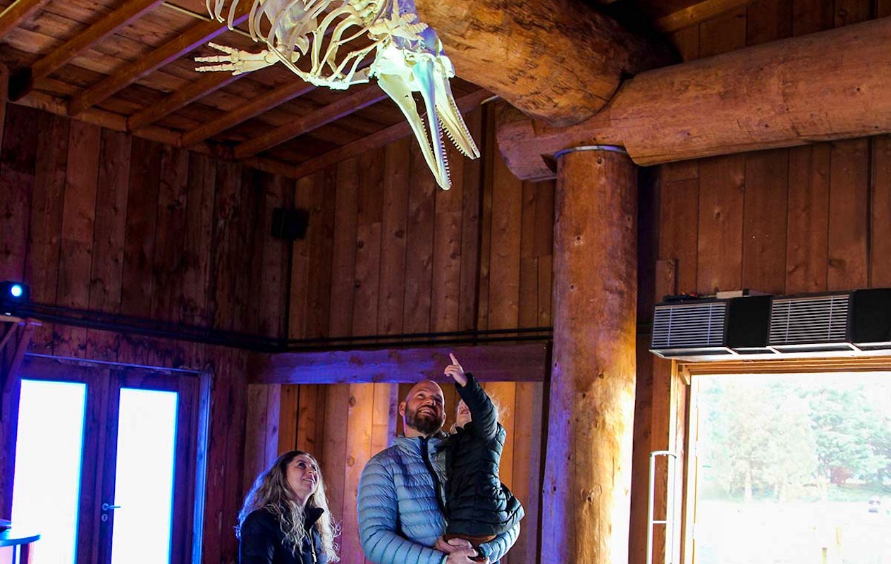 Entreeticket Dolfinarium