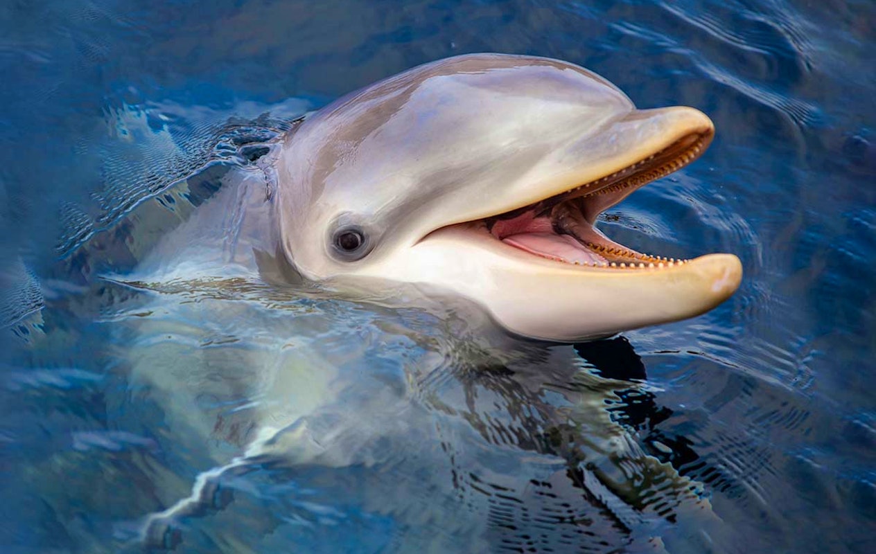 Entreeticket Dolfinarium Lights of Nature