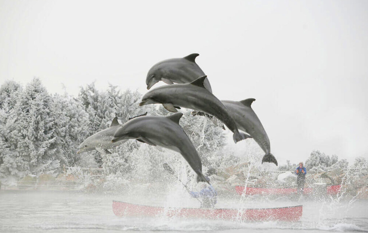 Entreeticket Dolfinarium Lights of Nature