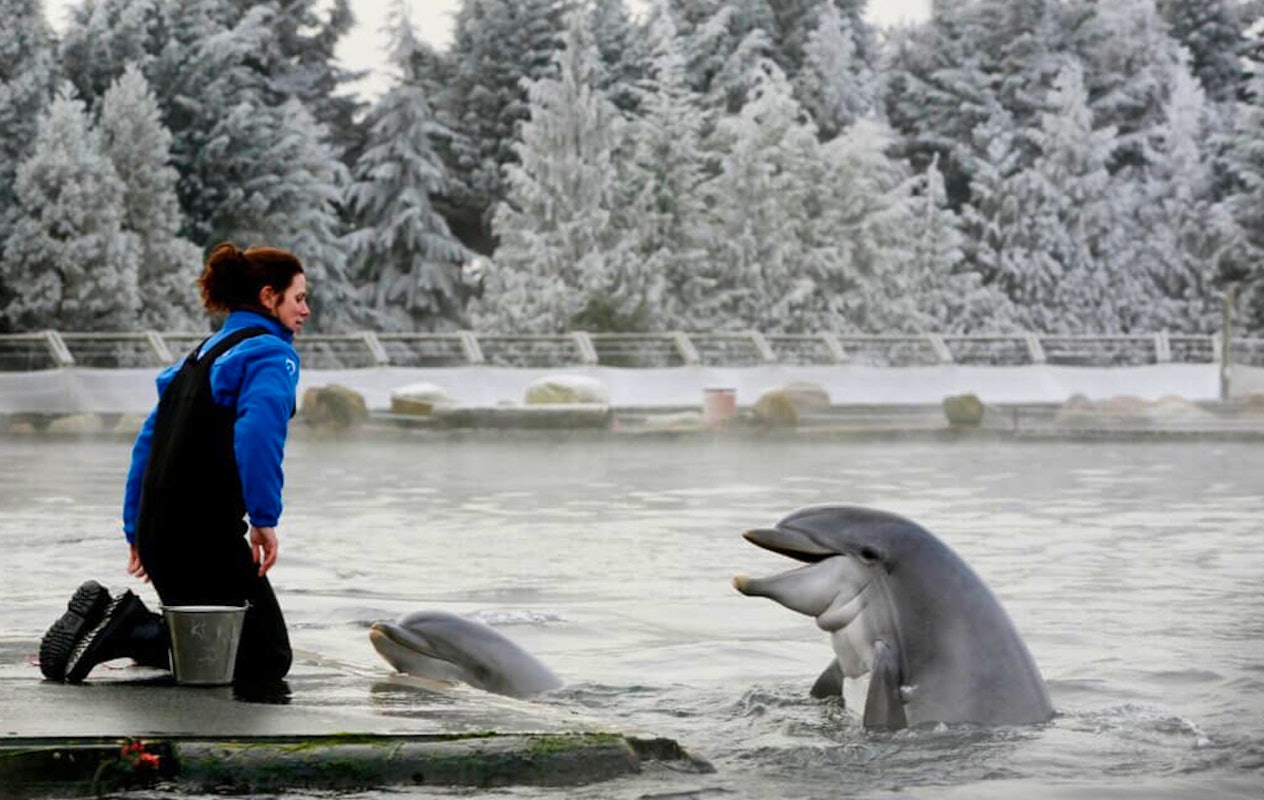 Entreeticket Dolfinarium Lights of Nature