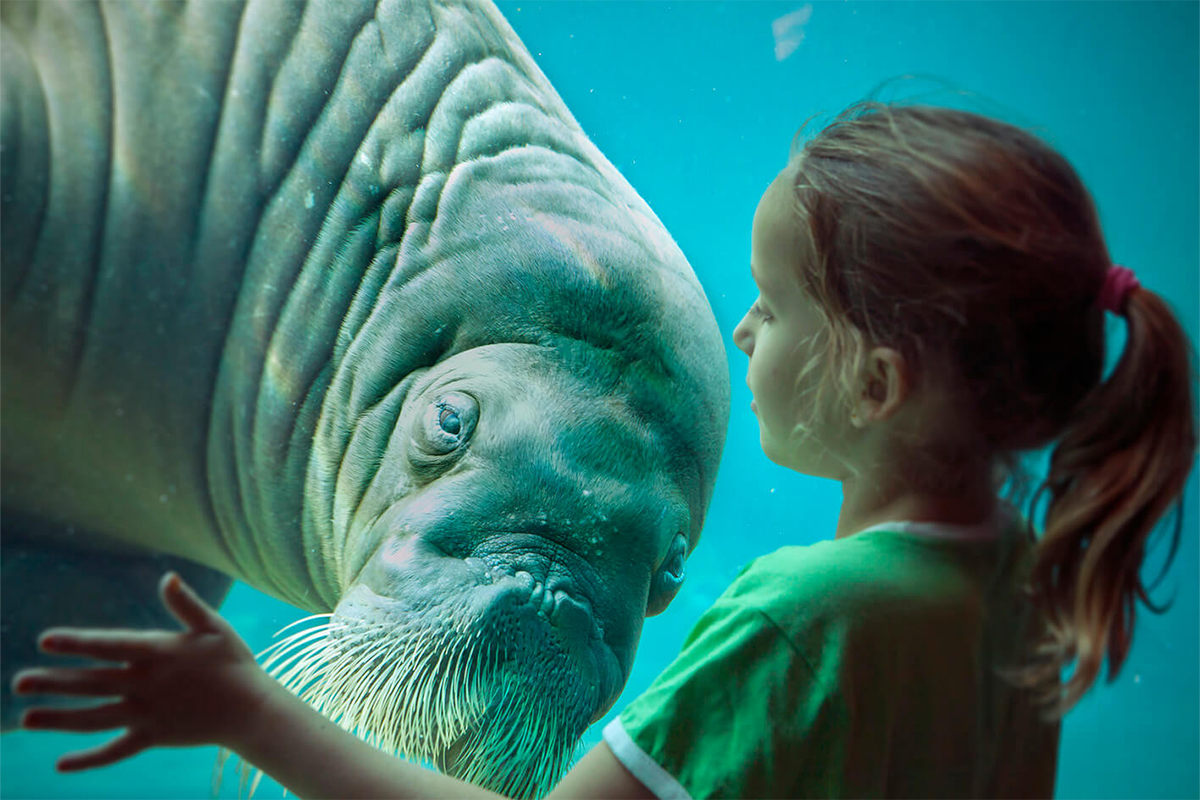 Entreeticket Dolfinarium Lights of Nature