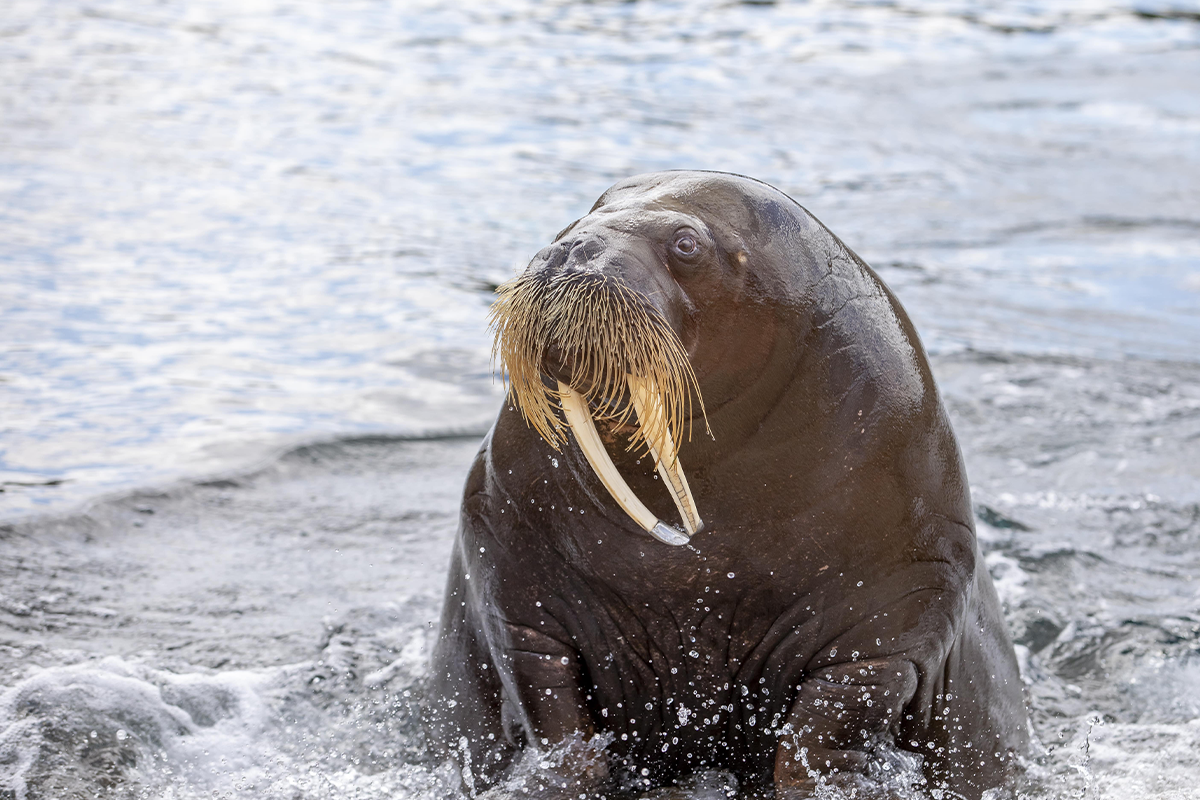 Entreeticket Dolfinarium Lights of Nature