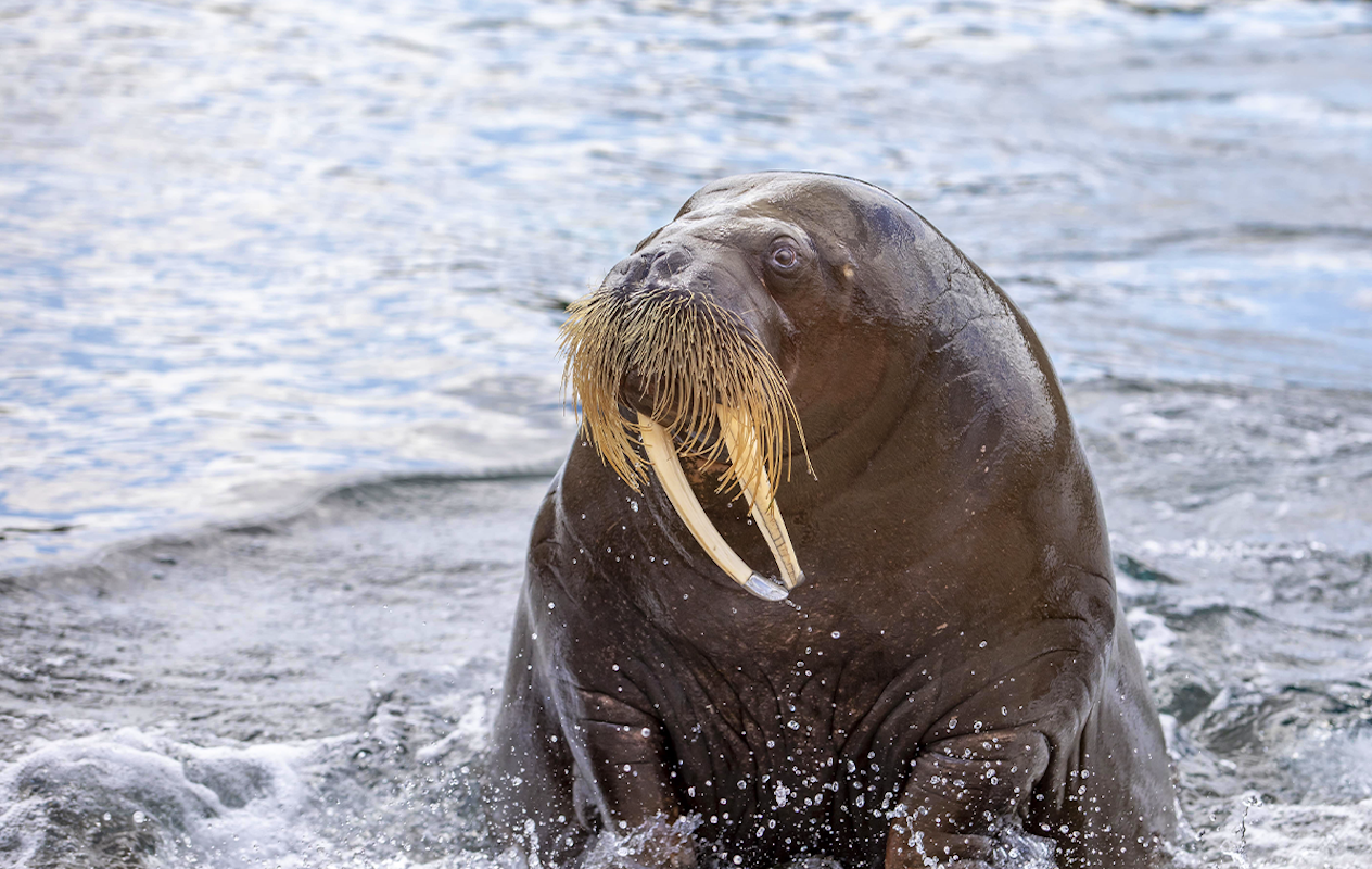 Entreeticket Dolfinarium