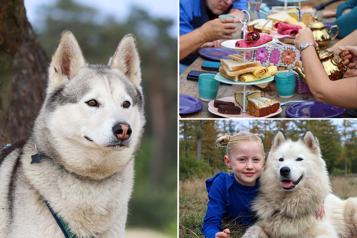Dutch Husky Experience + High Tea