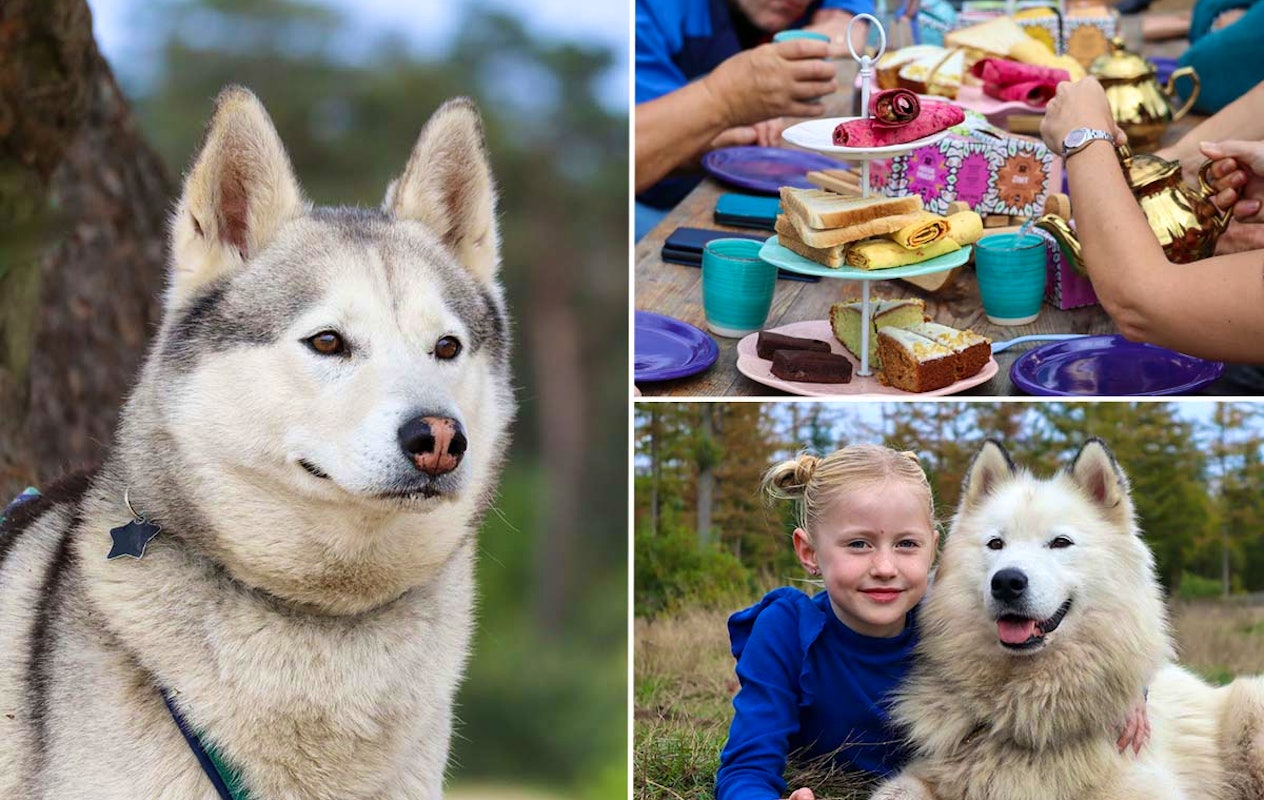 Dutch Husky Experience + High Tea