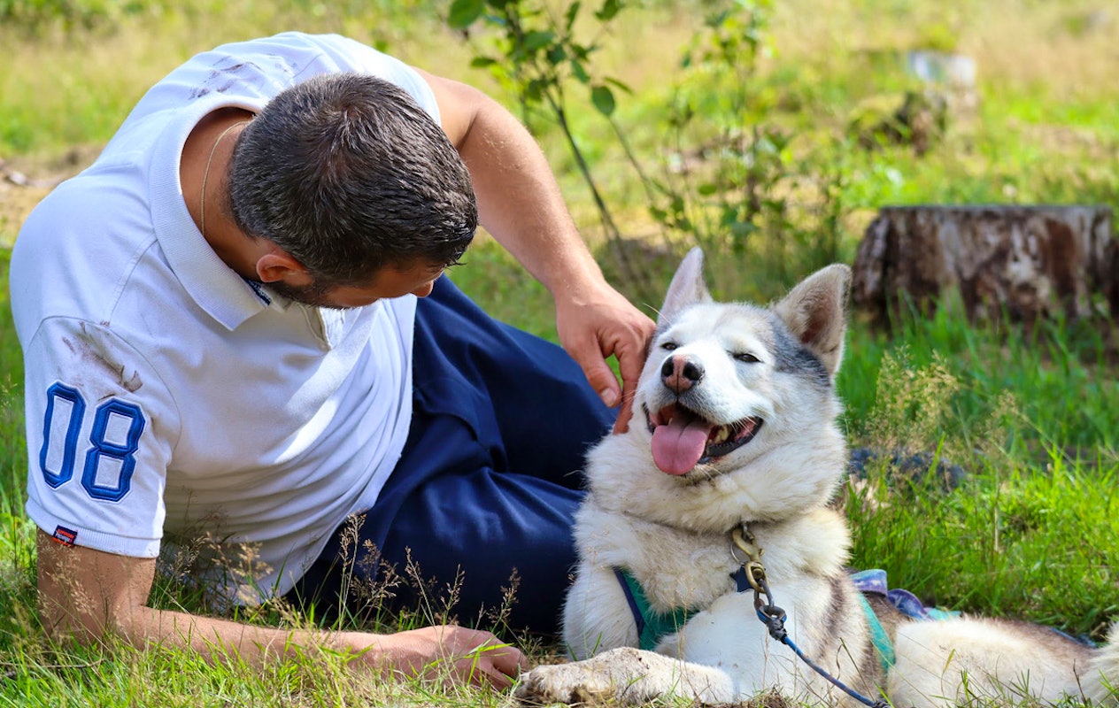 Dutch Husky Experience + High Tea