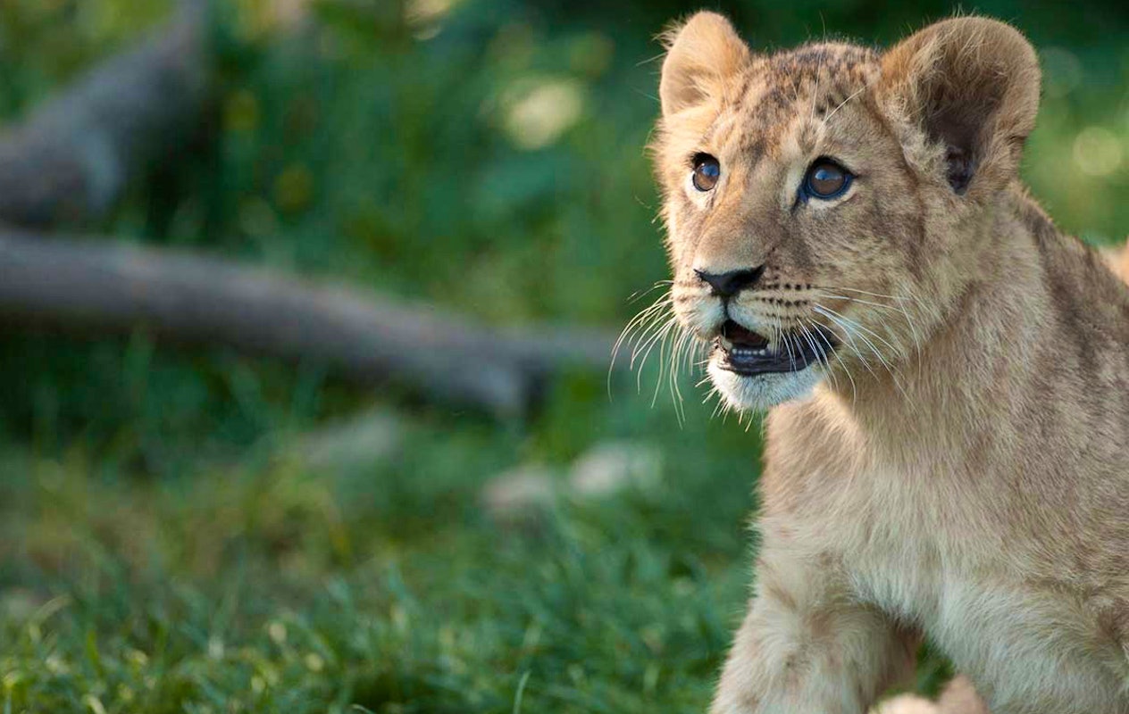 Entreeticket Kölner Zoo en het aquarium