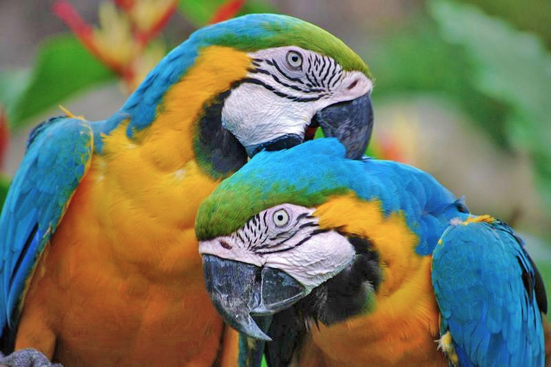 Entreeticket Zoo Veldhoven