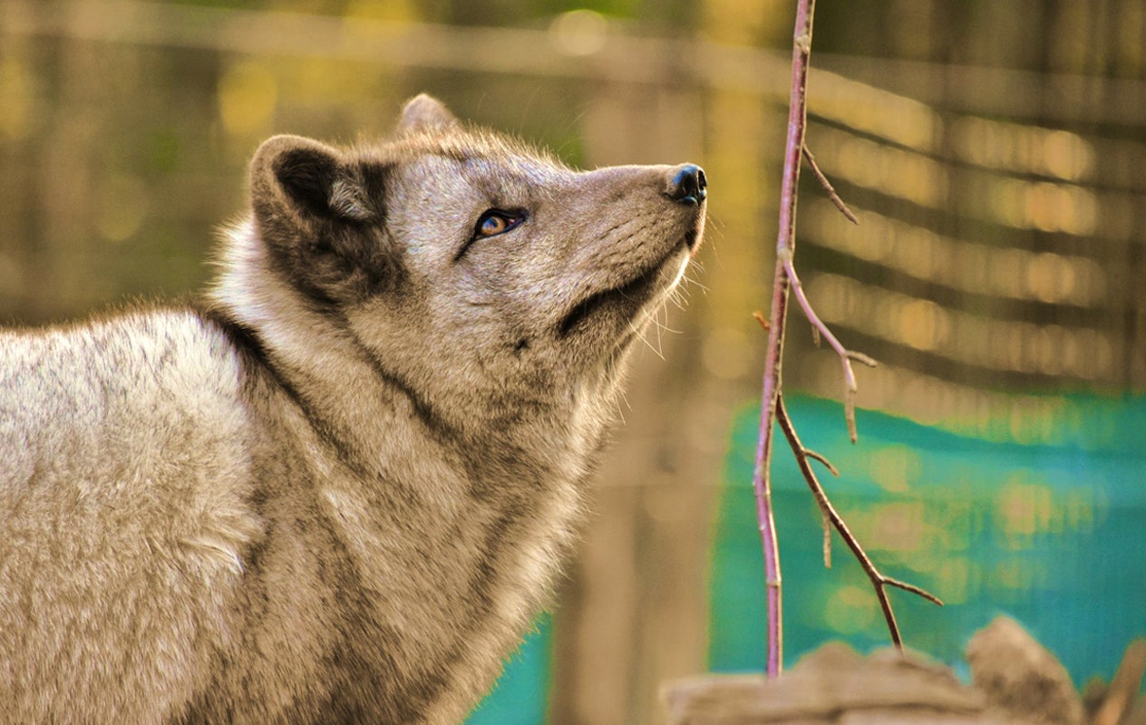Entreeticket ZooParc Vallée de la Sûre