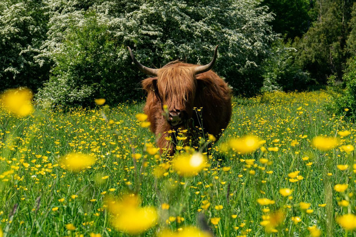 3 of 4 nachten verblijven bij EuroParcs Het Amsterdamse Bos (4 personen)