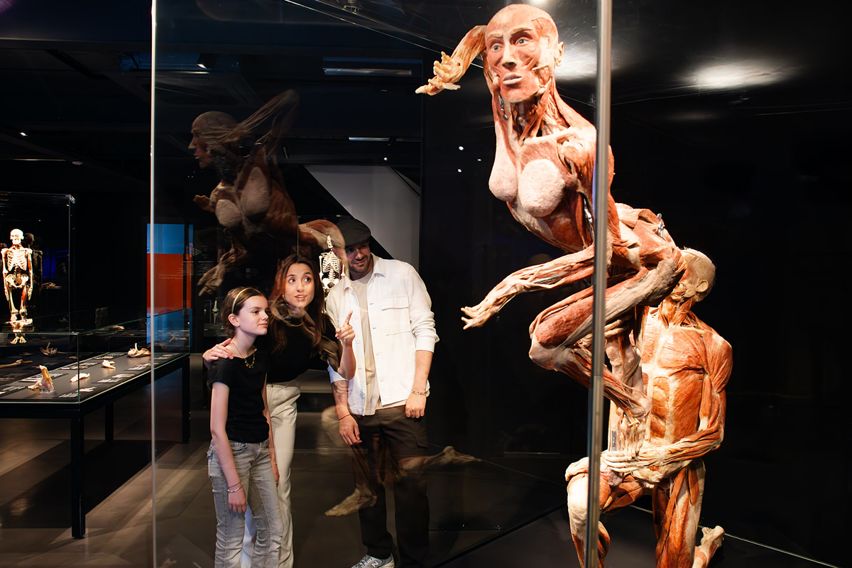 Ticket BODY WORLDS (6-17 jaar)
