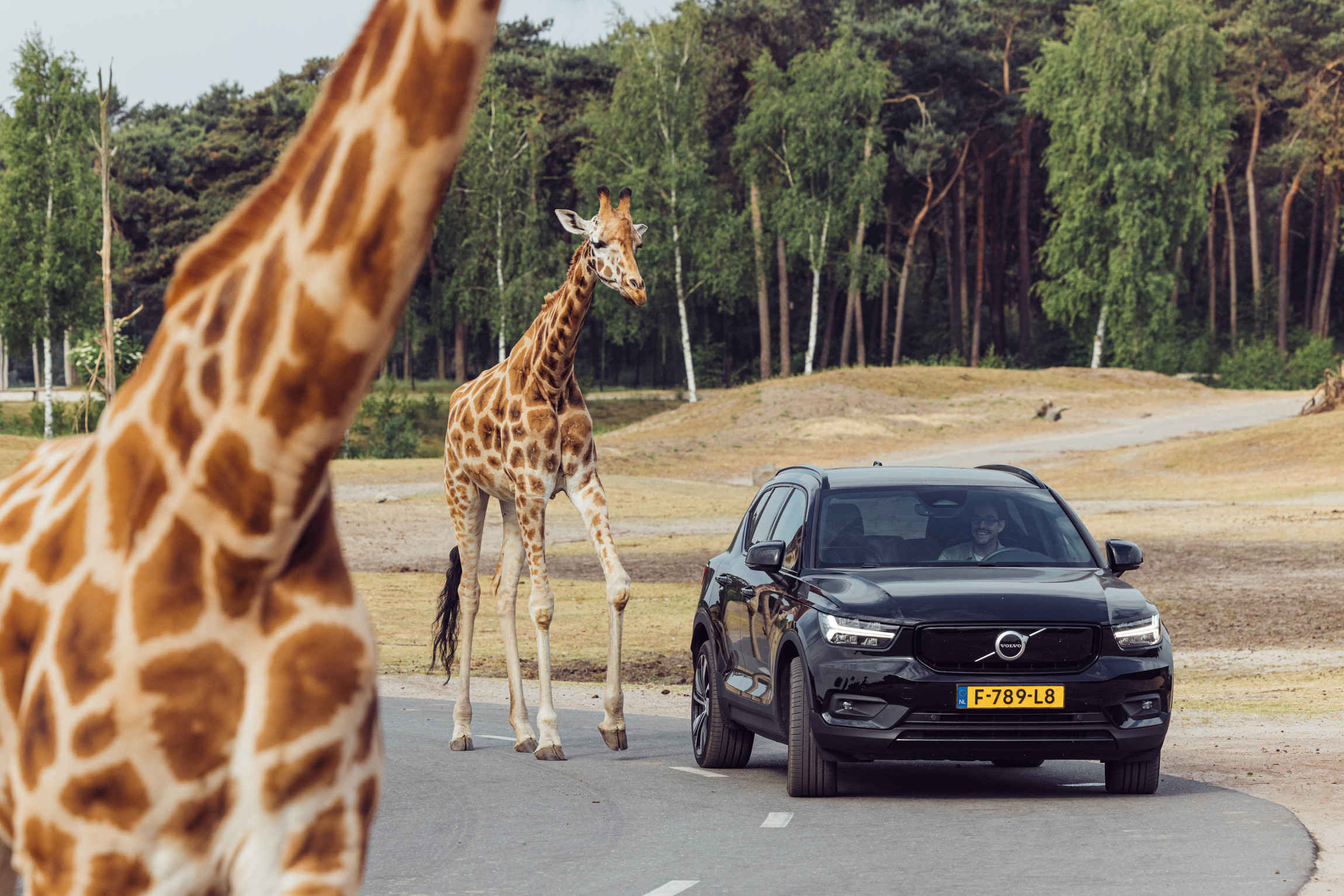 Volwassene ticket Safaripark Beekse Bergen