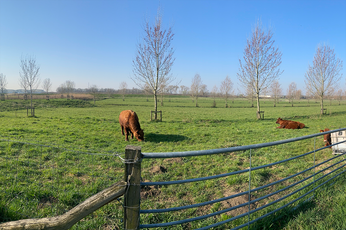 Wandelarrangement met koffie/thee + Limburgse vlaai en pizza