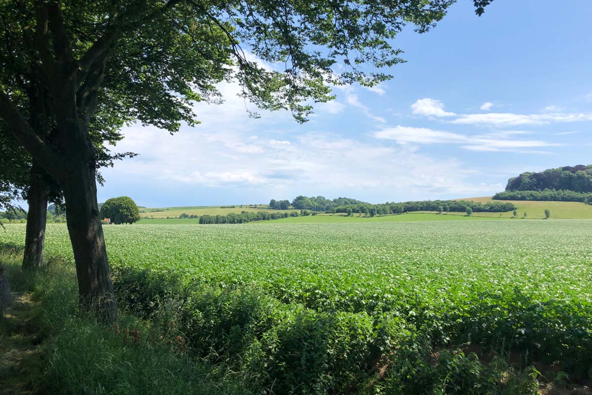 Wandelarrangement Schin op Geul, inclusief koffie, vlaai + hoofdgerecht