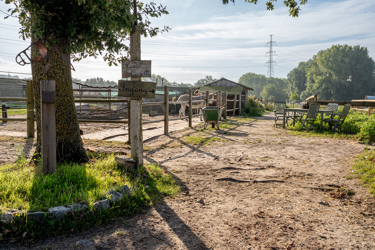 Gezinswandeling met pony of ezel, inclusief drankje en lekkernij