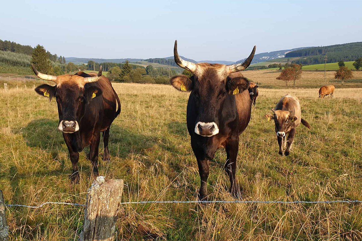 3, 4 of 6 overnachtingen bij UplandParcs Sauerland