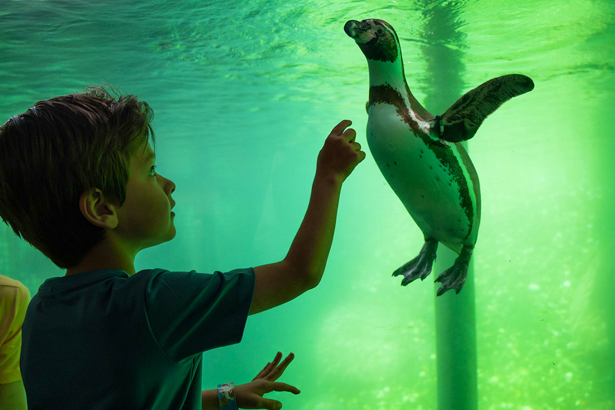 Entreeticket WILDLANDS Adventure Zoo