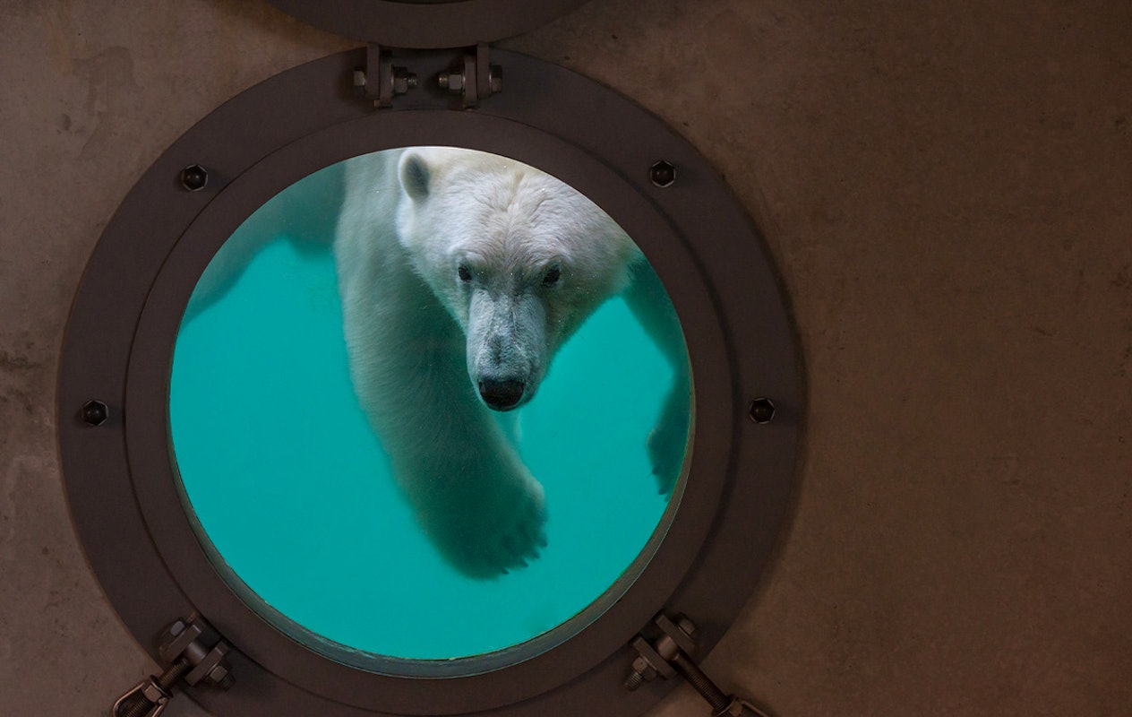 Entreeticket WILDLANDS Adventure Zoo