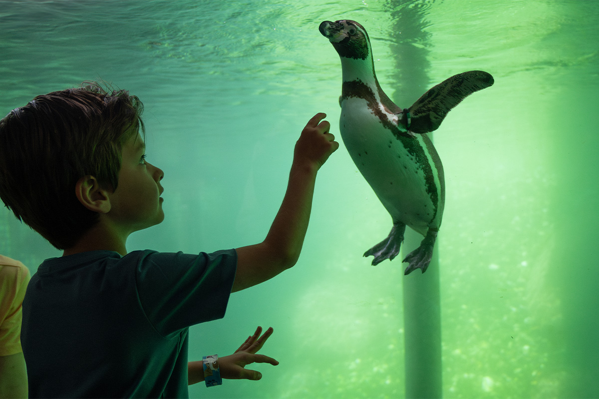 Entreeticket WILDLANDS Adventure Zoo