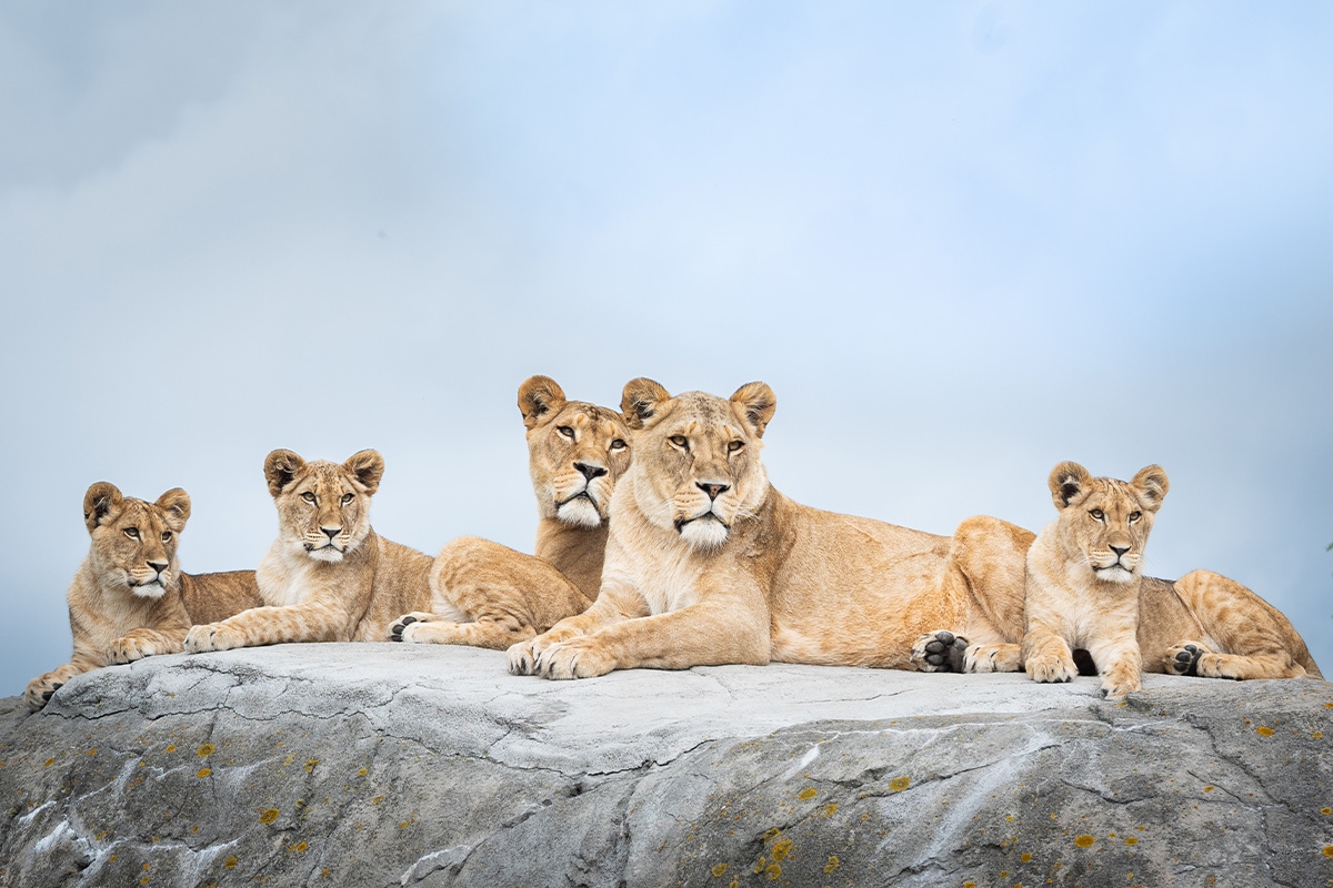 Entreeticket WILDLANDS Adventure Zoo