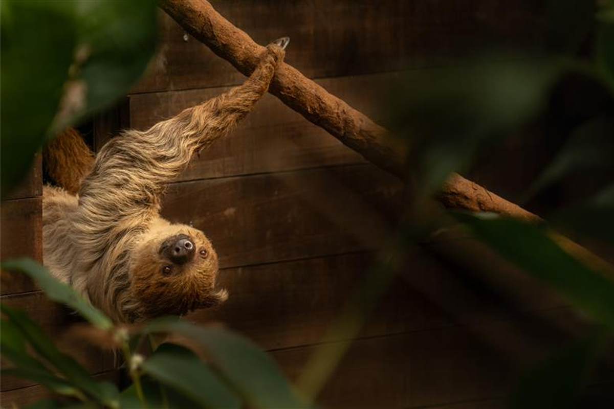 Entreeticket WILDLANDS Adventure Zoo