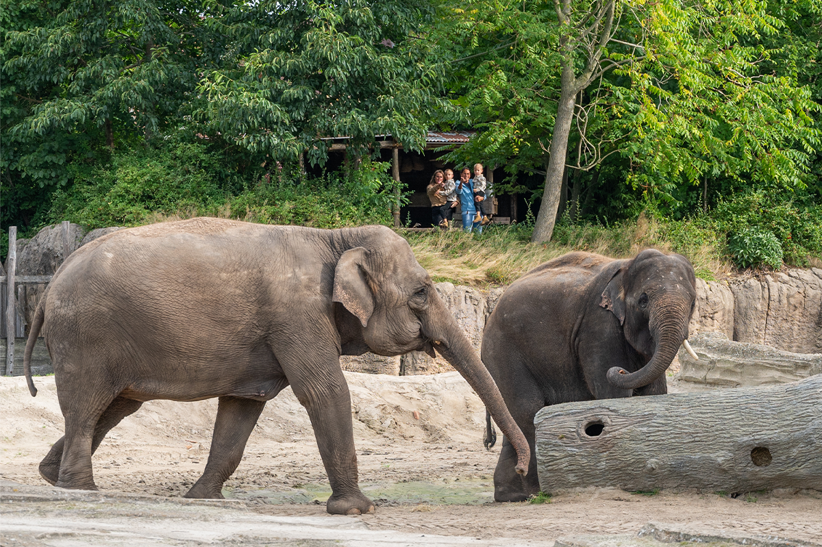 Entreeticket WILDLANDS Adventure Zoo