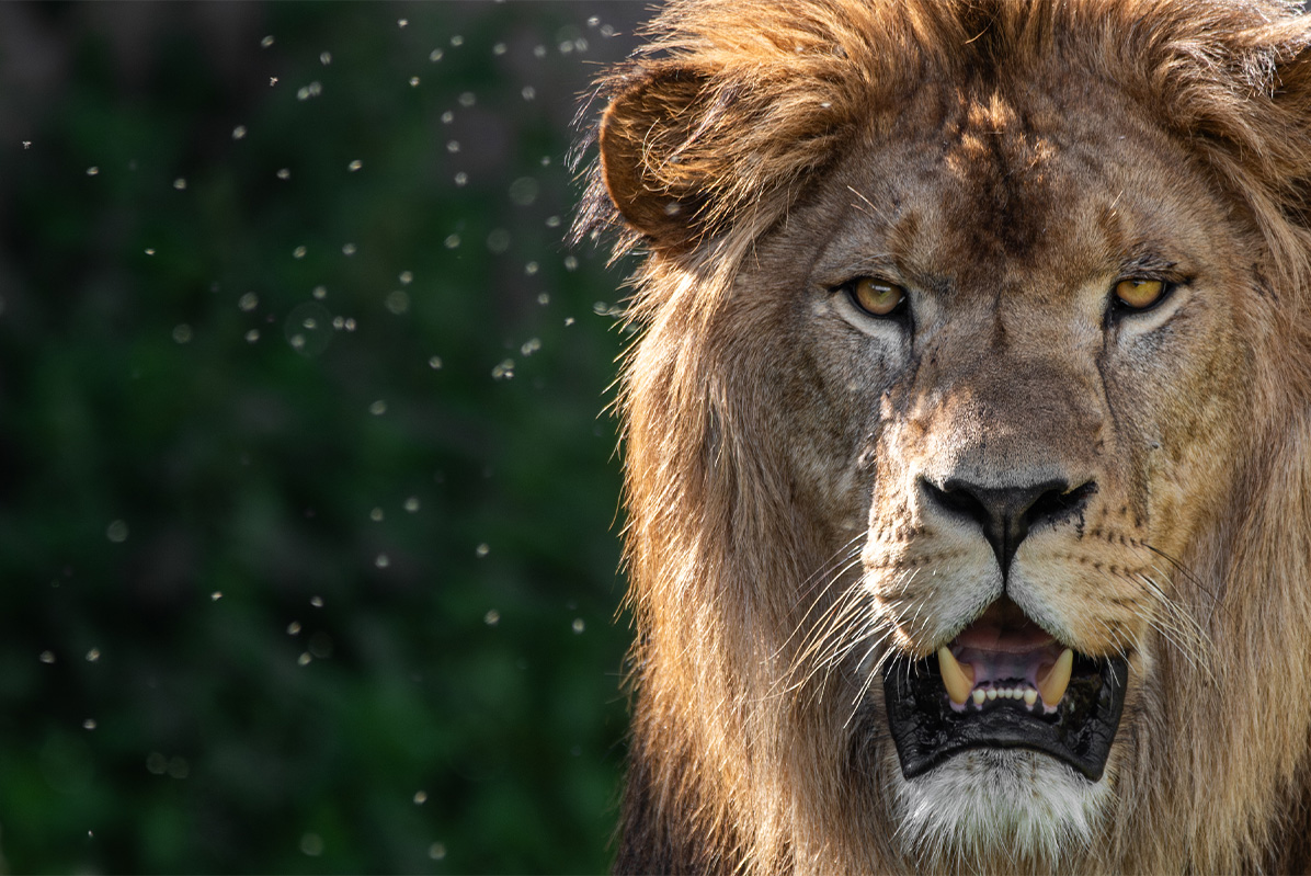 Entreeticket WILDLANDS Adventure Zoo