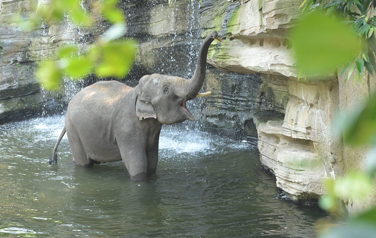 Entreeticket WILDLANDS Adventure Zoo