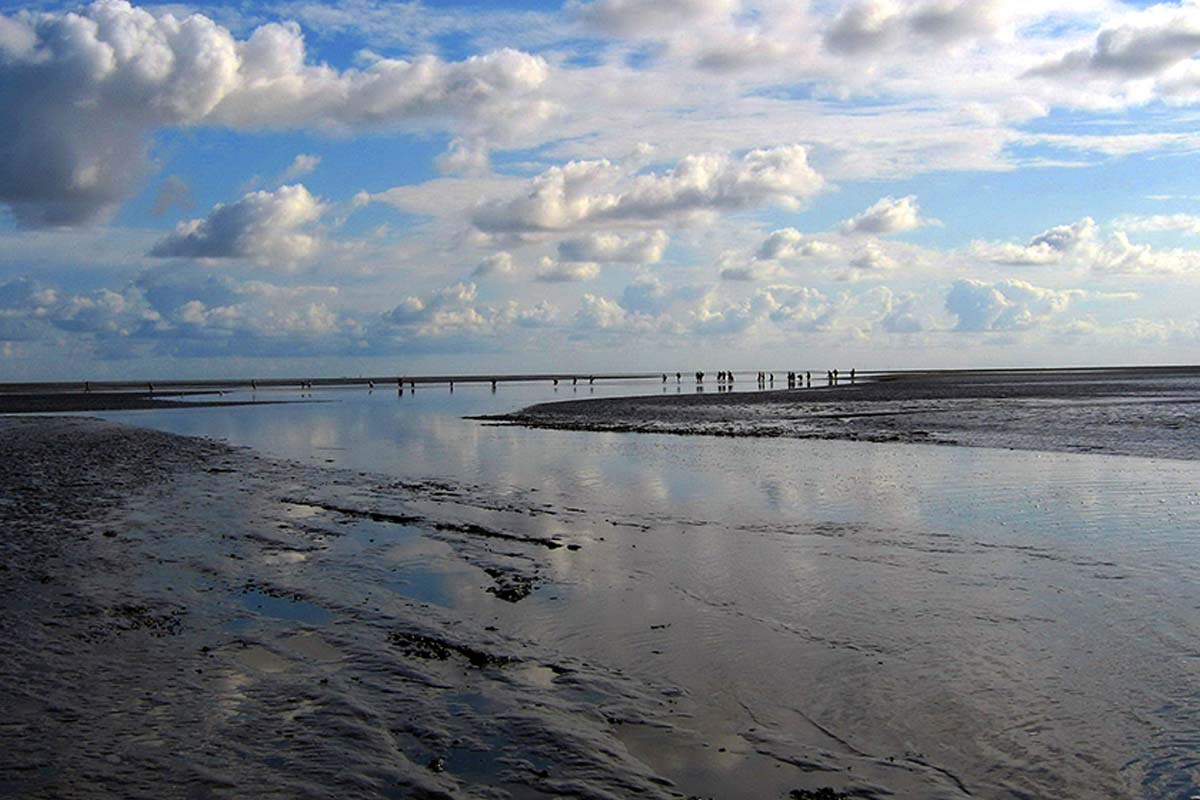 Zomer wadlopen (2,5 uur) + koffie of thee met gebak