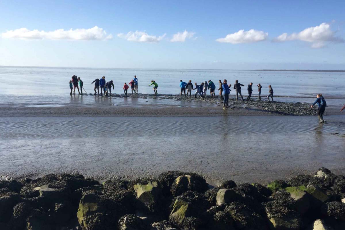 Zomer wadlopen (2,5 uur) + koffie of thee met gebak