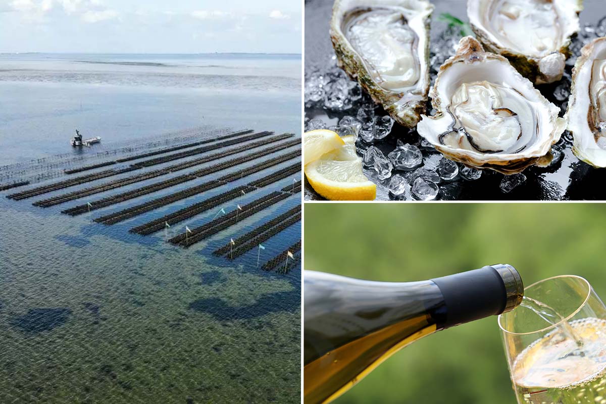 Wandeltour Yerseke + proeverij + oestermes of Zeeuwse zoutmolen 