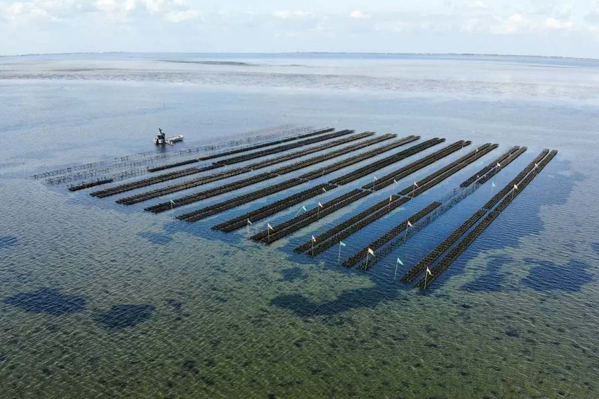 Wandeltour Yerseke + proeverij + oestermes of Zeeuwse zoutmolen 