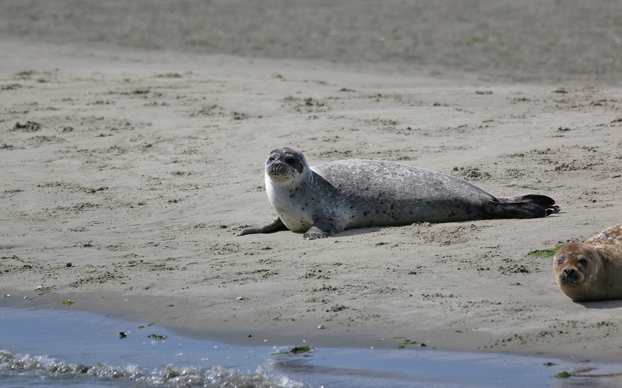 Zeehondensafari bij De Vrolijke Visser