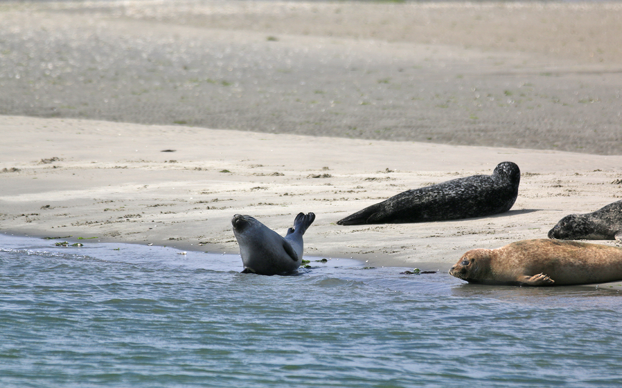 Zeehondensafari bij De Vrolijke Visser