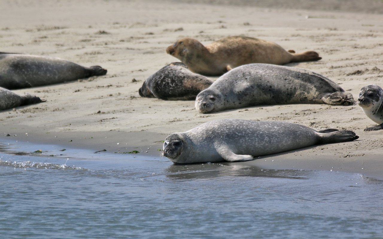 Zeehondensafari bij De Vrolijke Visser