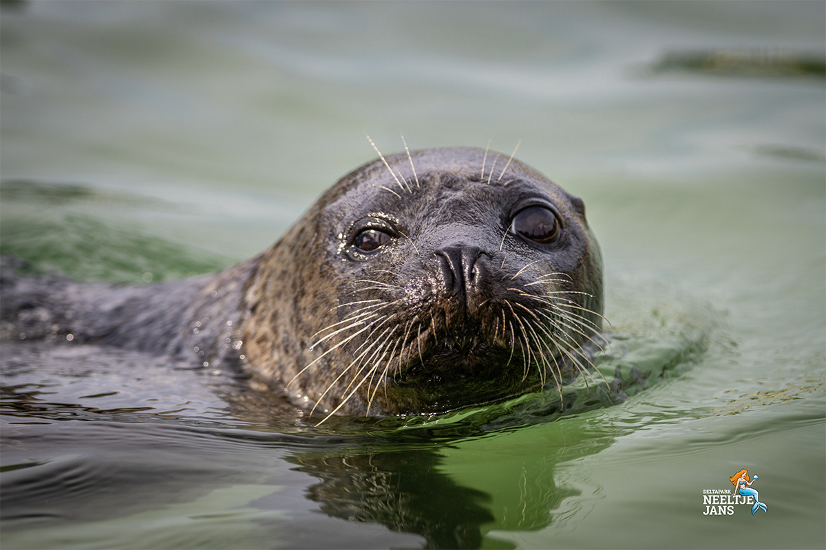 All-In zomerticket Deltapark Neeltje Jans