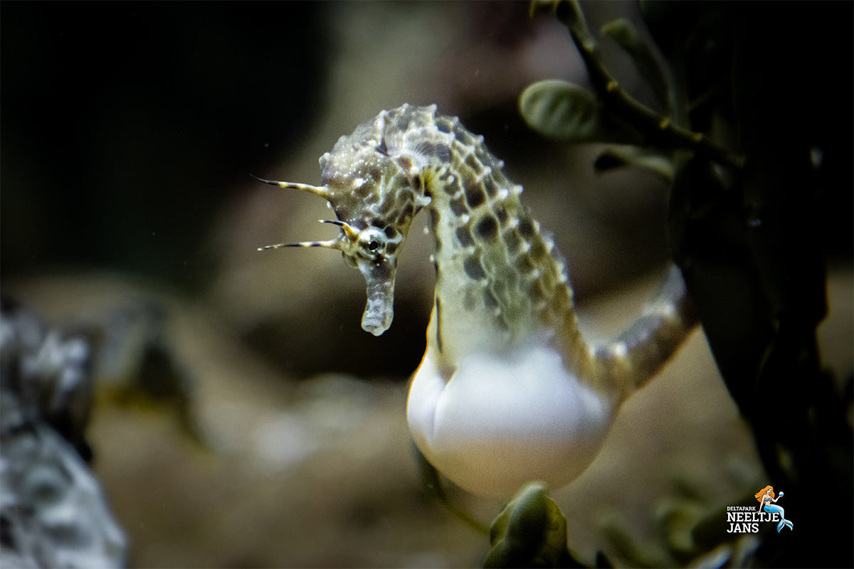 All-In zomerticket Deltapark Neeltje Jans